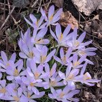 Geburtstag auf dem Jakobsweg – und Leipzig am Horizont