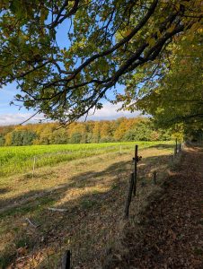 Zwei rote Karten, Wildschwein-Wellness und das weiße Gold – der Wanderbruder startet Richtung Frankfurt!